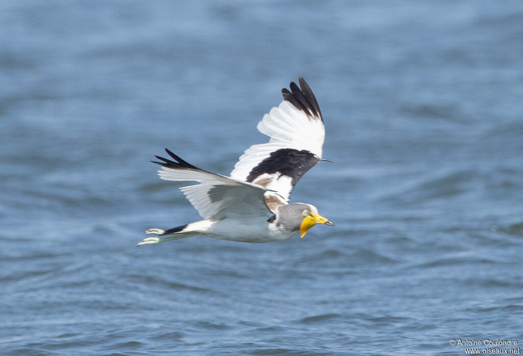 White-crowned Lapwingadult, Flight