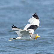 White-crowned Lapwing