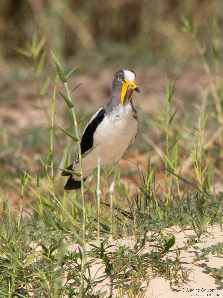 White-crowned Lapwingadult