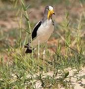 White-crowned Lapwing