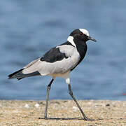 Blacksmith Lapwing