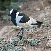 Blacksmith Lapwing