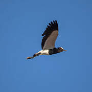 Blacksmith Lapwing