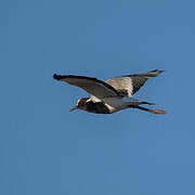 Blacksmith Lapwing