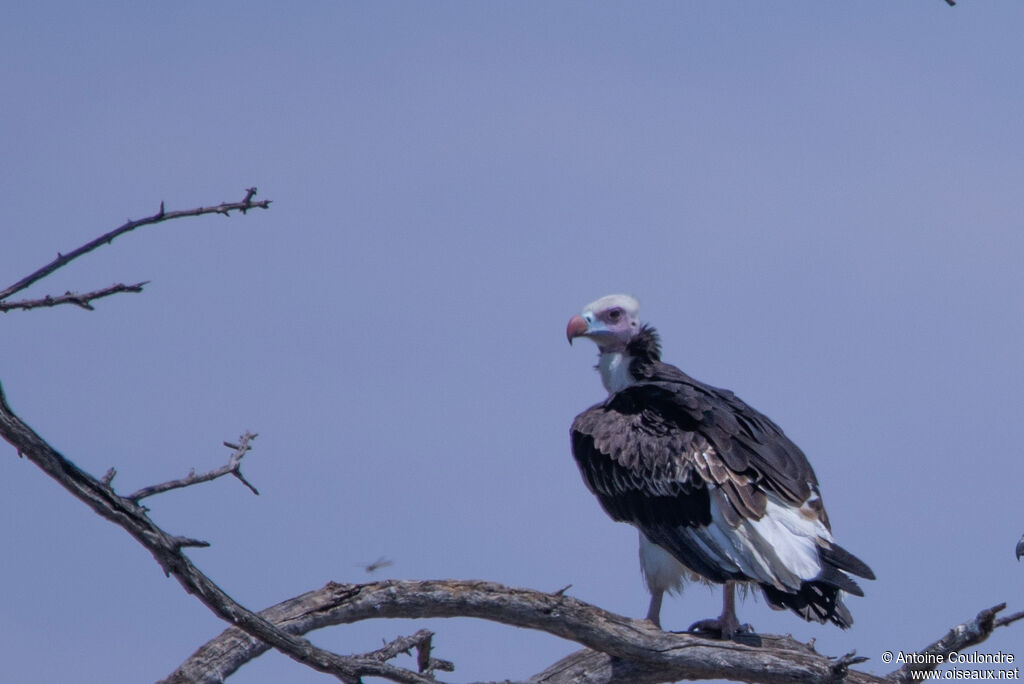 White-headed Vulture