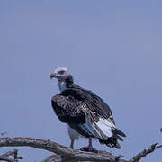 White-headed Vulture