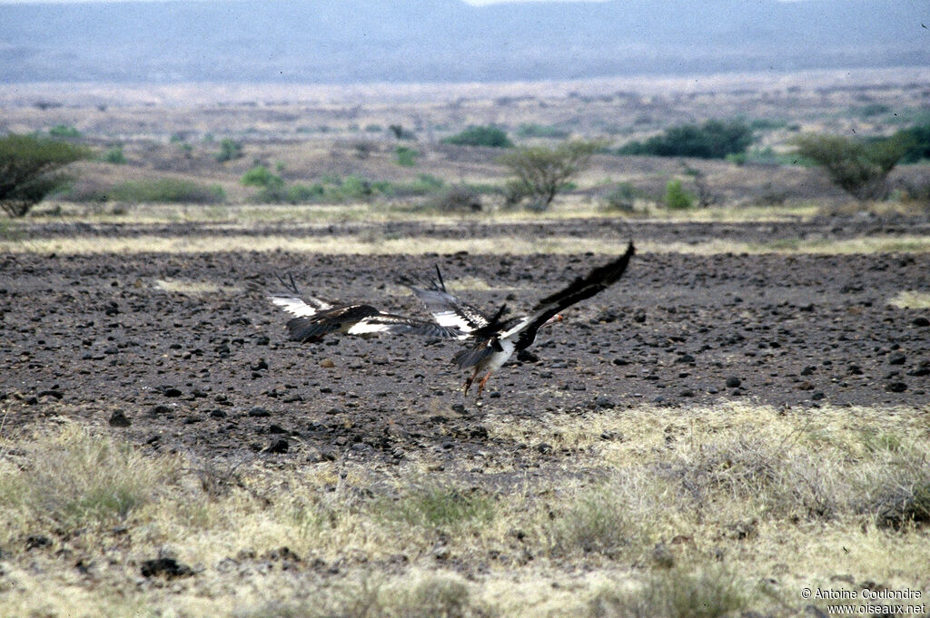 White-headed Vultureadult