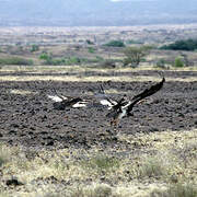 White-headed Vulture