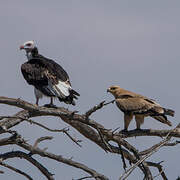 White-headed Vulture