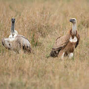 White-backed Vulture