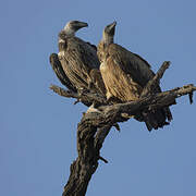 White-backed Vulture