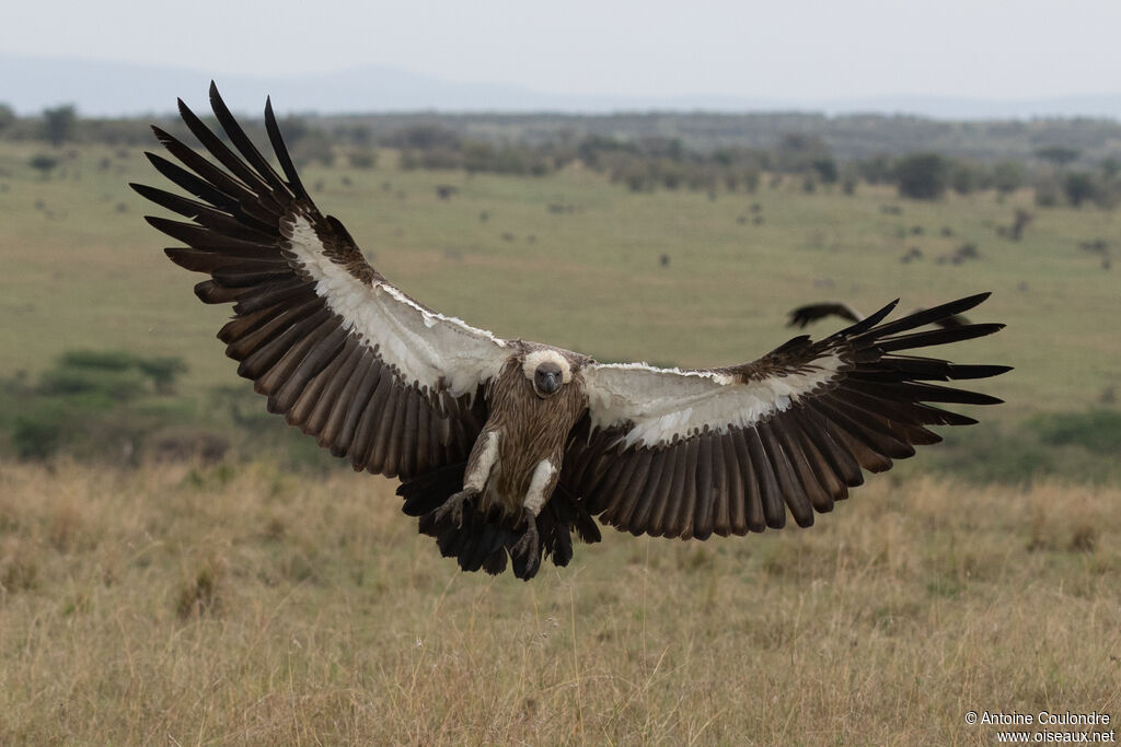 White-backed Vultureadult, Flight