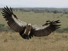 White-backed Vulture