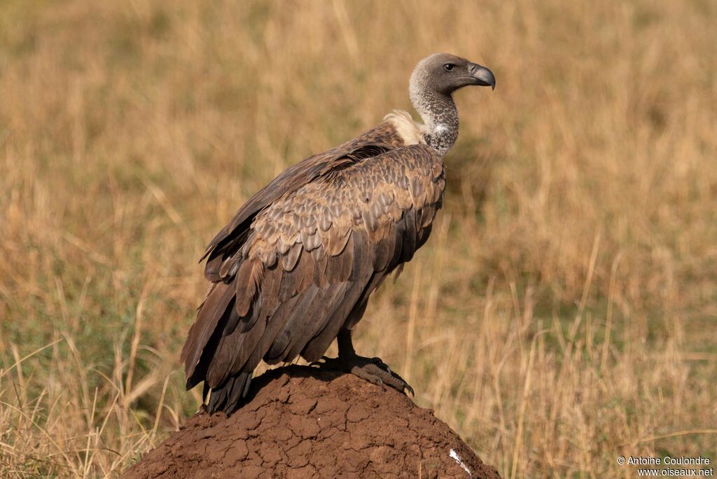 White-backed Vulture