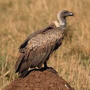 White-backed Vulture