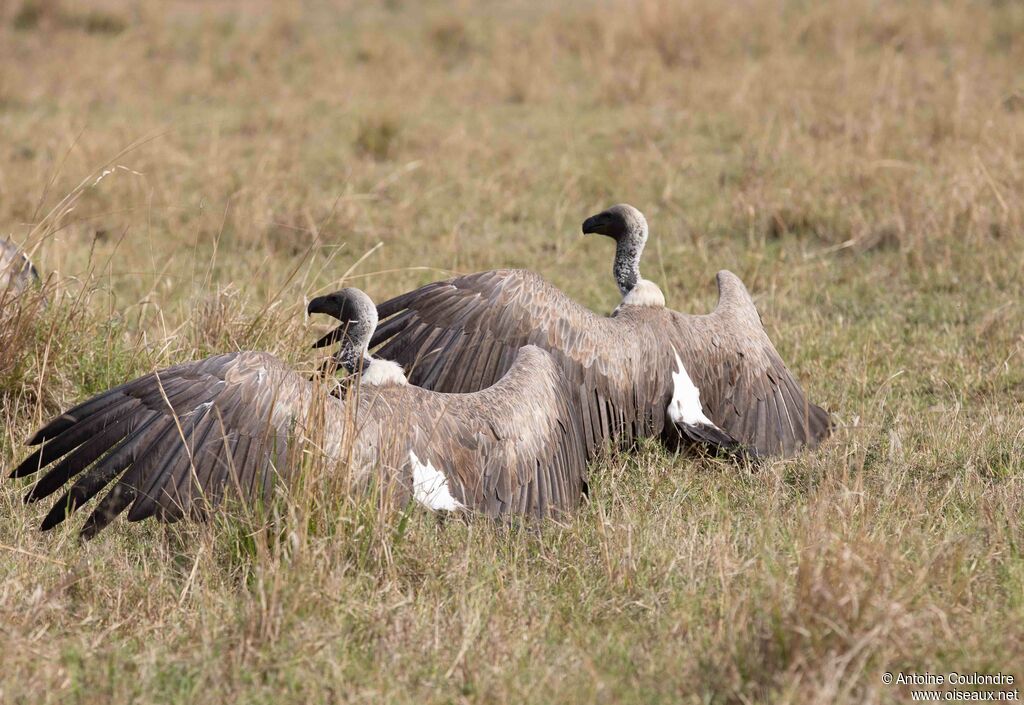 White-backed Vulture