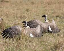 White-backed Vulture