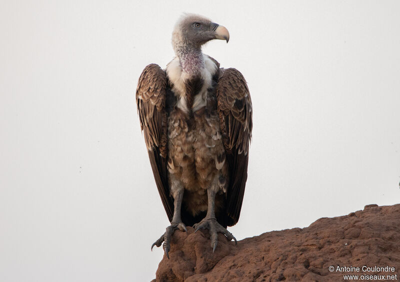 Vautour africainadulte, portrait