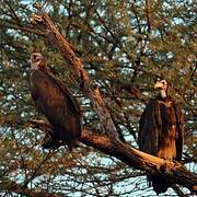 Hooded Vulture