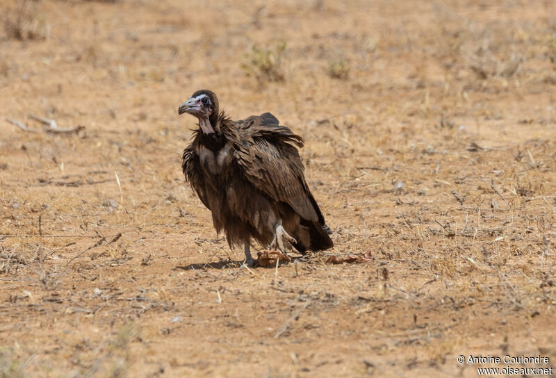 Hooded Vulturejuvenile, walking