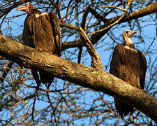 Hooded Vulture