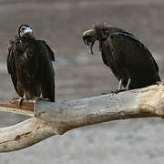 Hooded Vulture