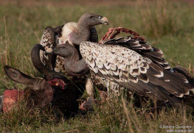 Rüppell's Vulture, eats