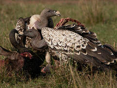 Rüppell's Vulture