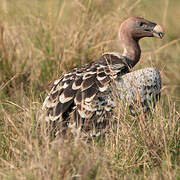 Rüppell's Vulture