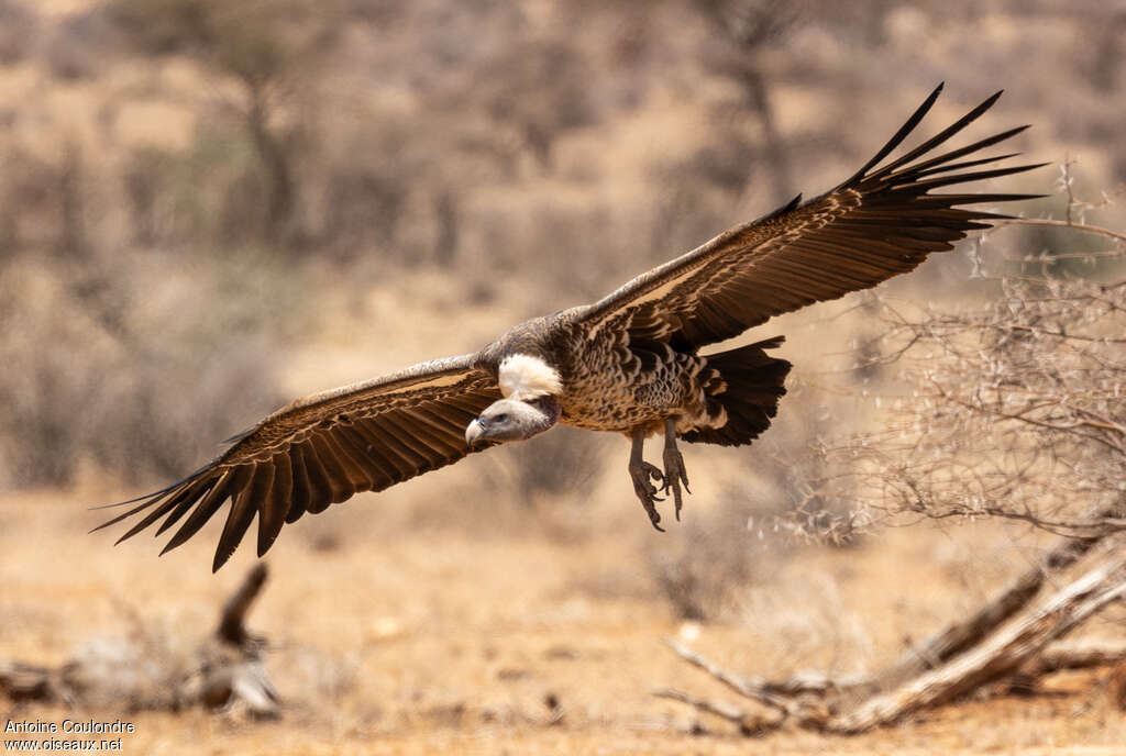 Rüppell's Vulture