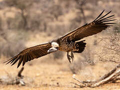 Rüppell's Vulture