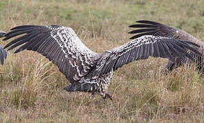 Rüppell's Vulture