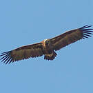 Vautour moine