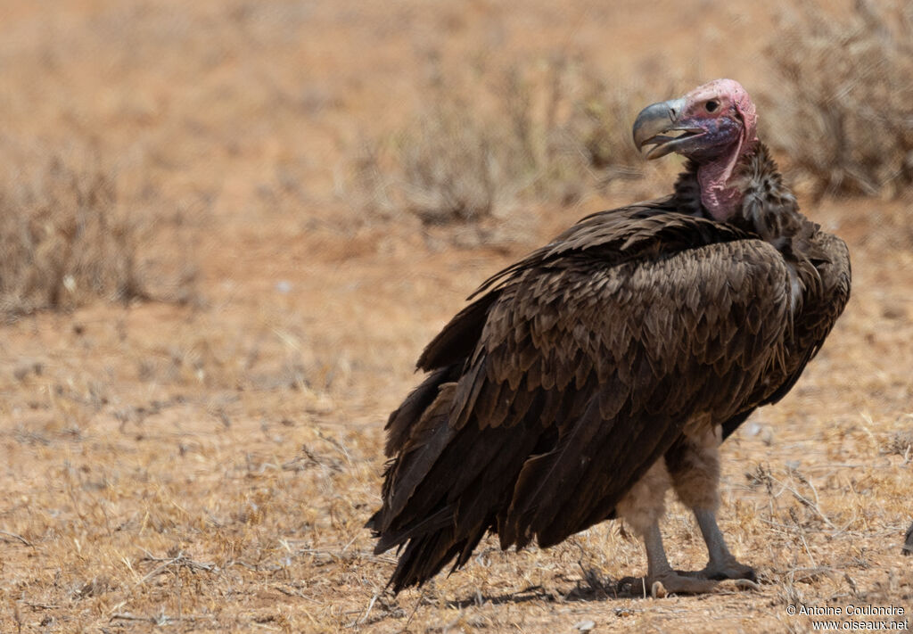 Lappet-faced Vultureadult