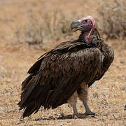 Lappet-faced Vulture