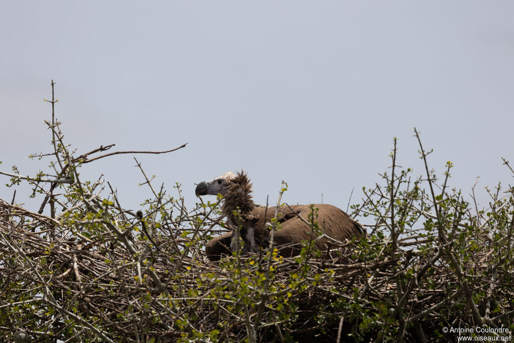 Lappet-faced Vultureadult, Reproduction-nesting