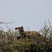 Lappet-faced Vulture