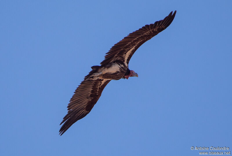 Vautour oricouadulte, Vol