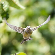 Citril Finch
