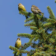 Citril Finch