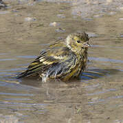 Citril Finch
