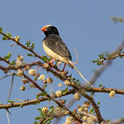 Straw-tailed Whydah