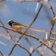 Straw-tailed Whydah