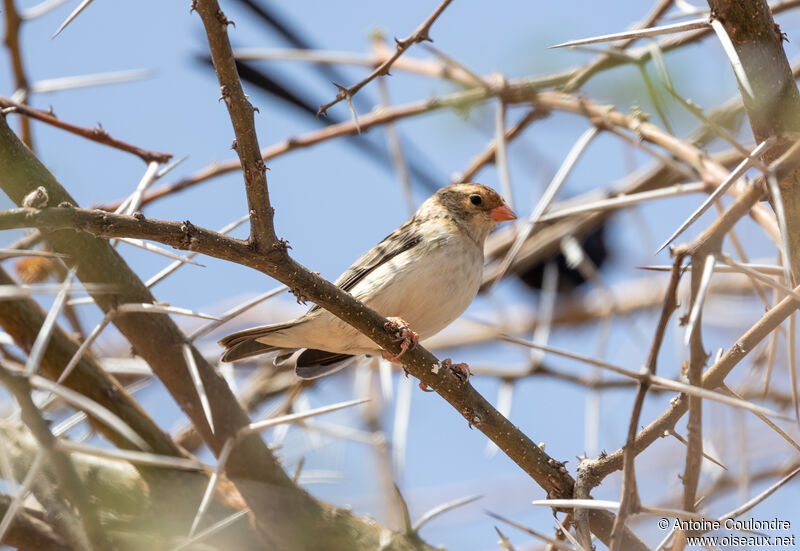 Straw-tailed Whydah female