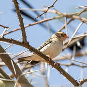 Straw-tailed Whydah