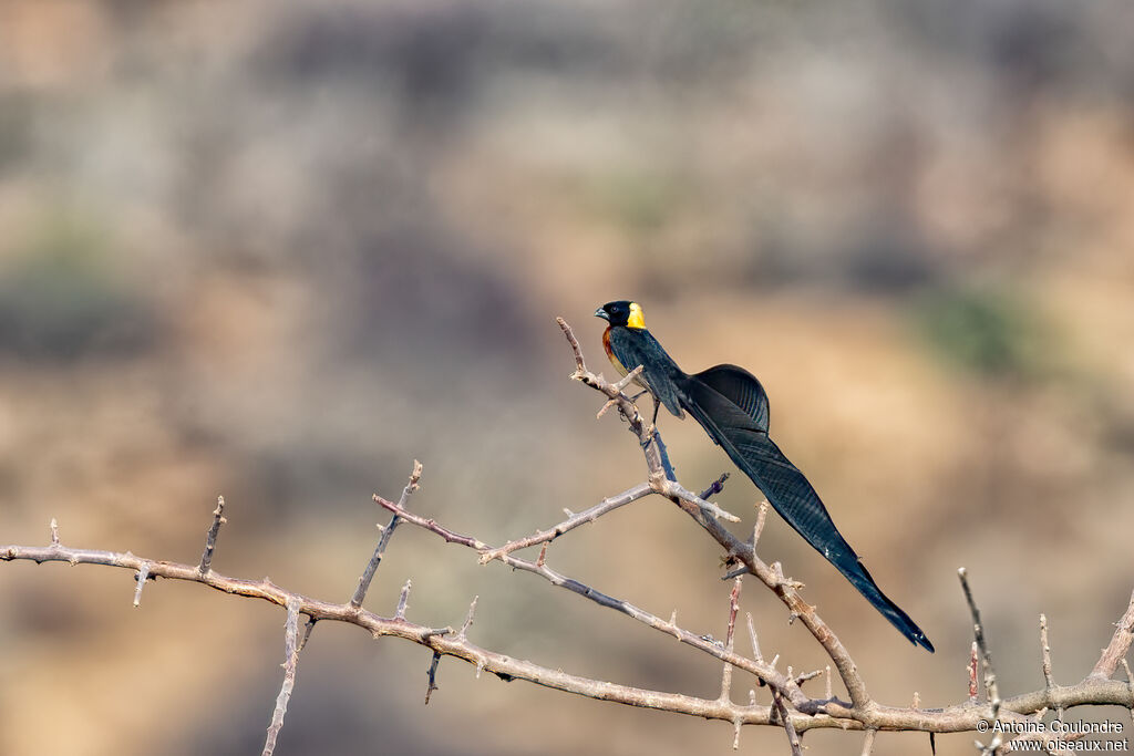 Veuve de paradis mâle adulte nuptial