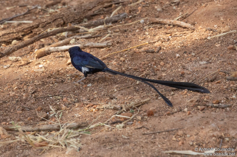 Steel-blue Whydah male