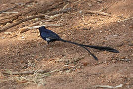 Steel-blue Whydah