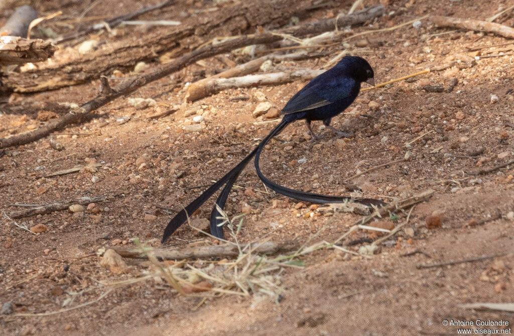 Steel-blue Whydah male