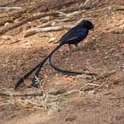 Steel-blue Whydah